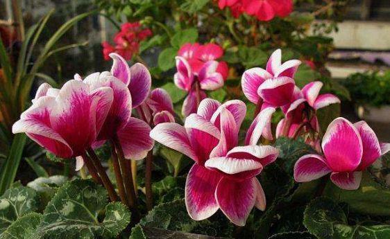 养花就养4种花，浇水就疯长，开花爆盆很容易