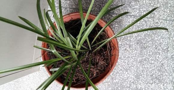 时间|换盆容易死?做到几点放心大胆换