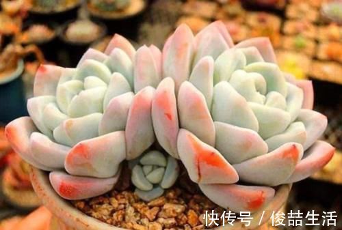 秘密|自带“仙气”的彩色多肉,分享上色的秘密和技巧