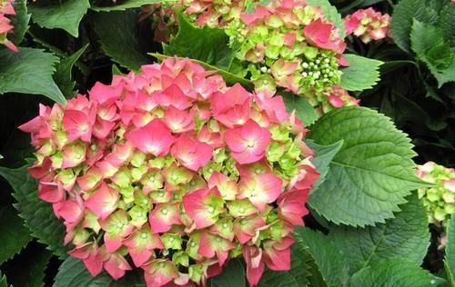  摆放在家里|养此3种花，花朵碗口大，养1盆上档次，亲戚、朋友都喜欢