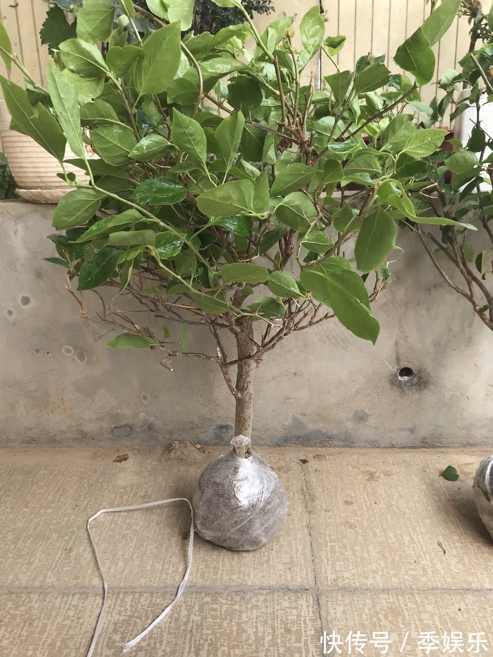 三角梅买回家以后,简单3步操作,30天花朵爆盆,小白都能养好