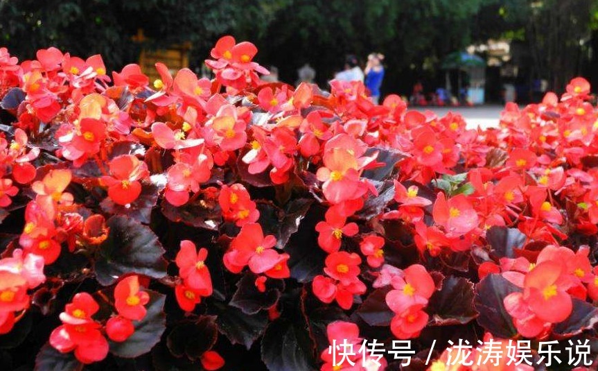 四季|四季海棠开花少多做“1步”，秒变“开花机器”，四季开花不断