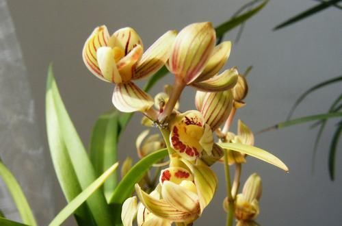  香味|以“香味”著称的兰花，花色金黄，芳香四溢，每年可以开花4次