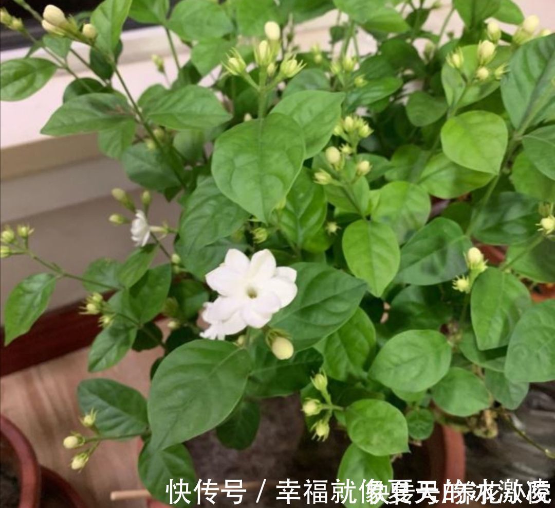 磷酸二氢钾|茉莉只长枝条不开花，马上给它做好三件事，枝头挂满花苞