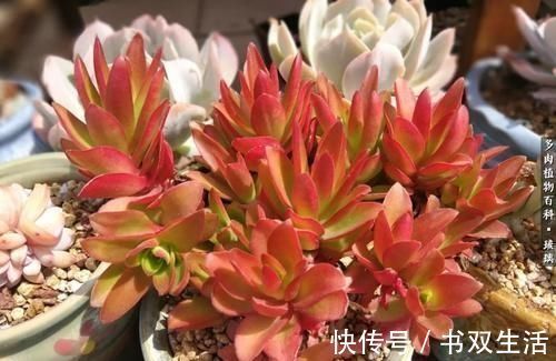 此款多肉,适合新手养,不怕你虐,越虐越漂亮