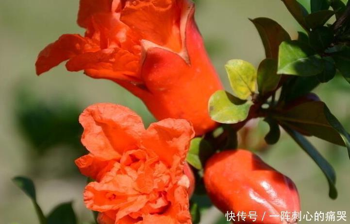 菊花茶|4种茶,是大自然良好的“降压方”,高血压患者可坚持喝点