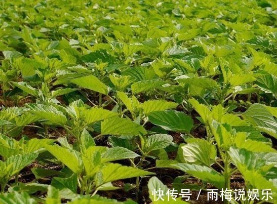 润肠|农村常见的叶子,男人吃了有劲,女人吃了美容,城里人还不知道!
