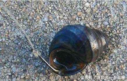 鱼饵|小伙河边钓鱼用这个做鱼饵，围观群众嘲笑他，随后统统闭嘴