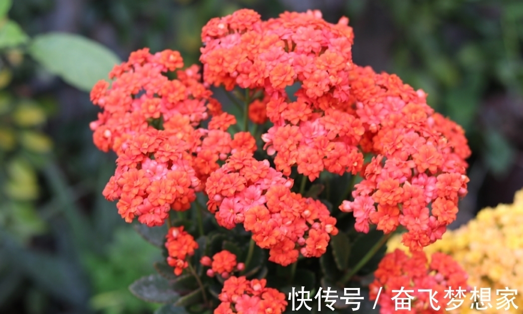 养长寿花“老桩”,做好“3勤2合理”,长势旺,每年开花都翻倍