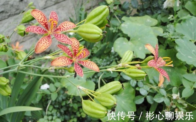 一种名称会让人脸红的植物,价值却很大,野外遇见别错开