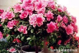 养分|家家都有的垃圾,抓一把掺盆里,养花十年不烂根,开花爆盆挡不住