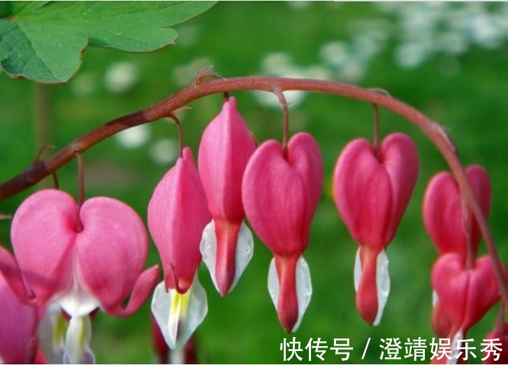 3种“爱情花”,养家里幸福满满,送爱人浪漫真诚,快快养起来!