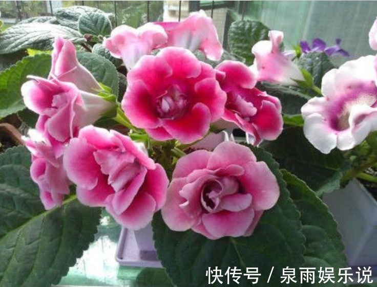 花友|5种花是爆盆“能手”,好养易活,开起花来“拦”不住,美不胜收