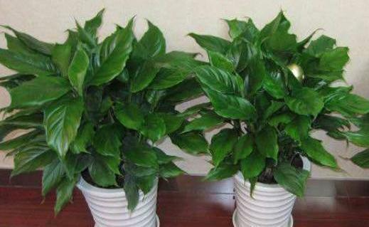 营养|养花盆土易板结，挖个“小坑”巧解决，营养又透气，两年不用换盆