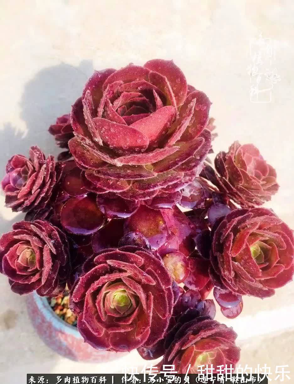 蚧壳虫|远嫁他乡,多肉是我孤寂时最美的陪伴!