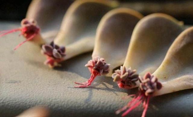 小窍门|黄金秋季,养多肉可以大干一场,教你繁殖小窍门,一盆变百盆