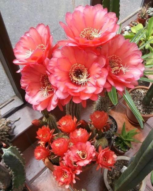 美极了|养了四年的仙人球,跟着老花农学会两件事,现在长满花苞,美极了