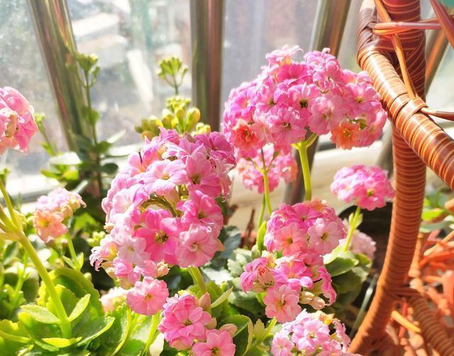 花卉|养花必备“磷酸二氢钾”,使用方法要正确,不然等于白用!