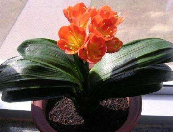 超哥|君子兰“不好养”吃点“蛋白质”,花苞一团接一团,花开不停歇