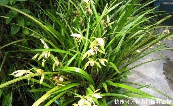 叶片|养花长虫怎么办？学会使用这三物，保证植物长得好，叶片绿油油！