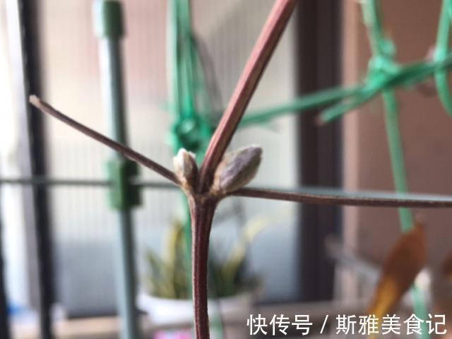 种花|9种花，天热会“假死”，千万别丢了，秋天就苏醒