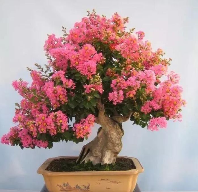 最适合春天养护的几种花,养上一盆四季欣赏,花香四溢,满室生香