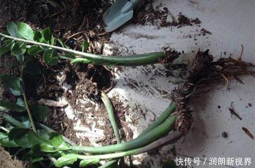 养花|换下来的“旧土”怎么办几个小方法,旧土变新土,照样能养花!