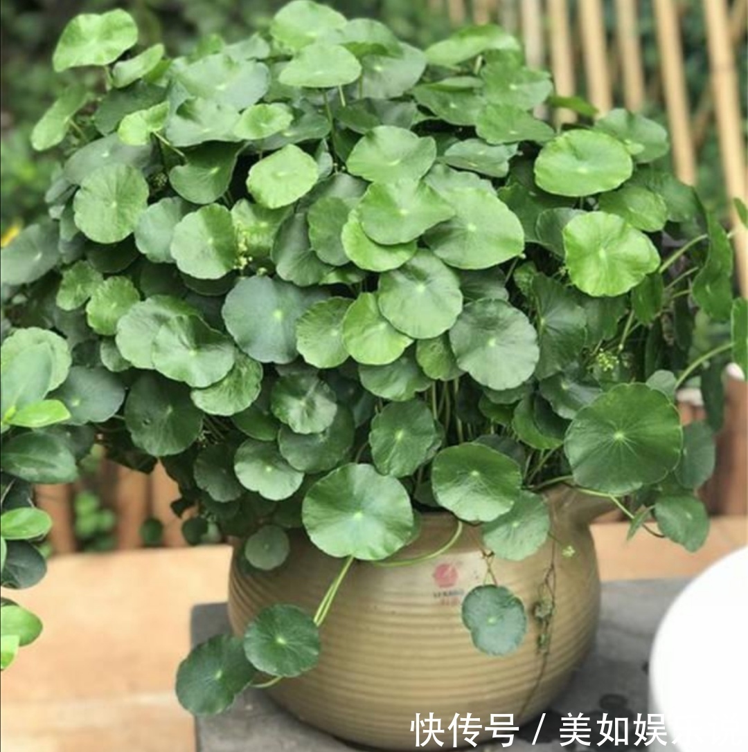 铜钱草|天热了,3种花进入旺季,补足水肥,很快长爆盆