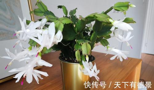 秋凉|蟹爪兰度夏如渡劫,日常盆栽做好此3点,秋凉才能呼呼窜花苞
