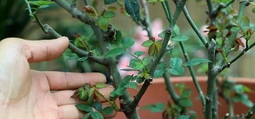 盆子|这五种花在春天剪枝,剪错了一年不开花,生长也受影响