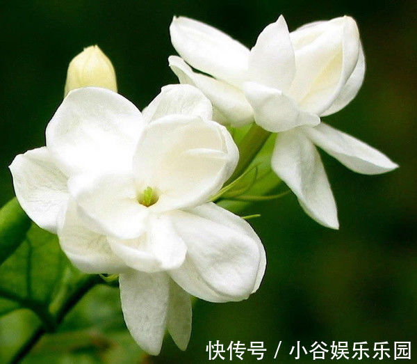 5月22日开始,养花试试这几款,开花幽香暗淡,家里养着上档次!