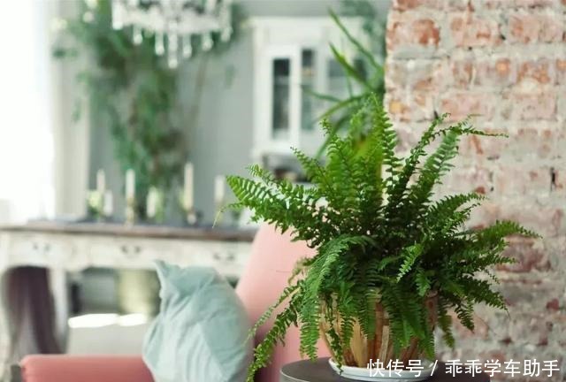 这些方法可以轻松去掉盆栽植物里的霉菌,避免病害加重!