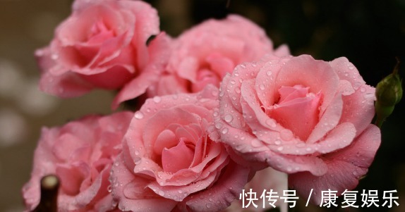 四季兰|家里阳台就养这些花朵,超好养,开花就爆盆,花大色艳,开花超美