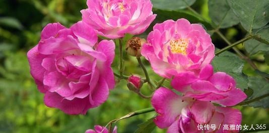 50种植物花语,不要再傻傻送错花了