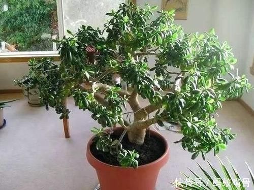 3种能成传家宝的花,越养越值钱,养几年给多少钱都不卖