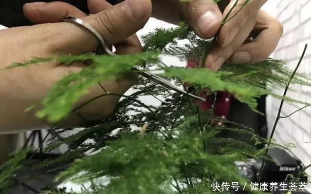 叶片|文竹有“三喜三怕”,顺着它,盛夏也生机勃勃,养成苍劲小老桩!