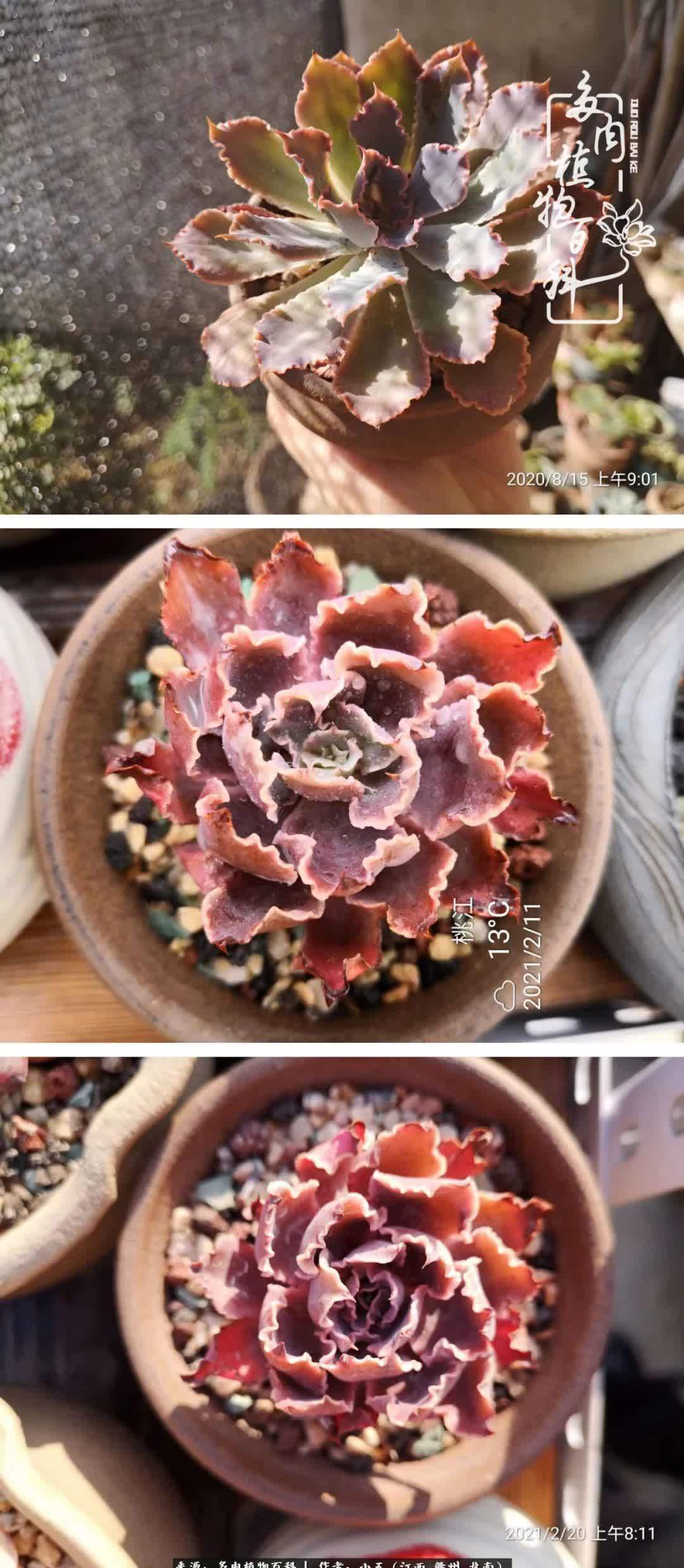 懵懵懂懂入肉坑,跌跌撞撞养多肉