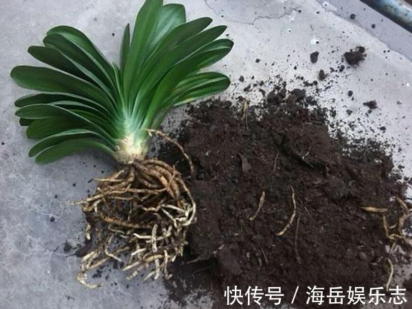 君子兰|君子兰养了多年不见长,这3个问题是“病因”,赶紧解决吧