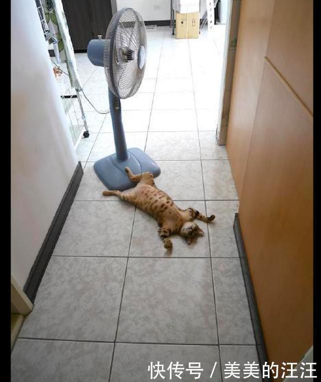 散热|家里地板凉,猫咪就四脚朝天躺着散热,好像在家里颓废的我!