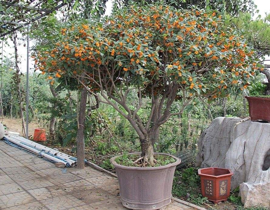 门前栽桂花,人前显富贵!新买的做好4点,缓苗快,花满枝