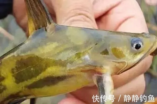 摘钩器|爆钓黄骨鱼,一晚上拉了34斤!钓友全部看哭了!