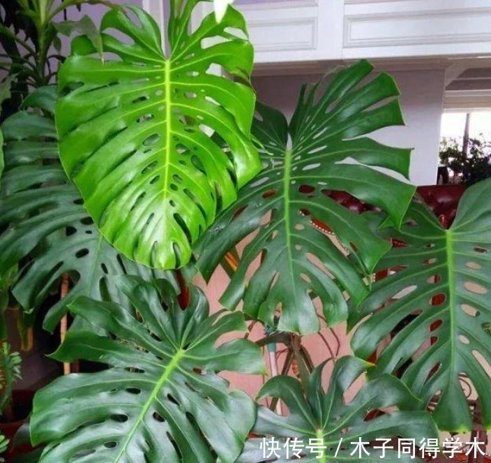 此款花卉,好养易爆盆,养人又旺财,富贵吉祥,变成有钱人!