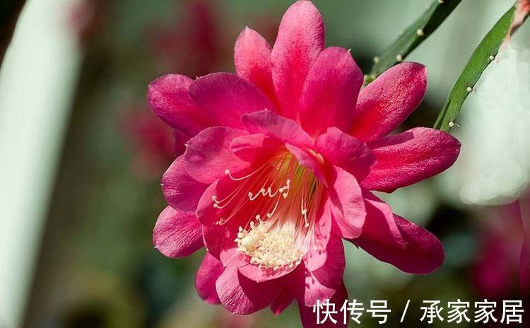 花海|农历7月12号起，最适合养这些花，阳台开成花海，开花勤还爱爆盆