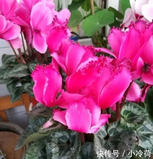 来不及|这5种花,不要钱也不能养,全都有毒,养了后悔都来不及