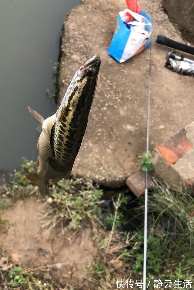 夏季黑鱼多且好钓，手竿以及传统钓攻略分享，看到就跑不掉