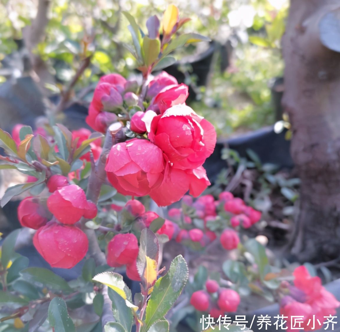 叶片|室内养木本海棠，对它要“狠心”，掌握技巧，才能年年开花