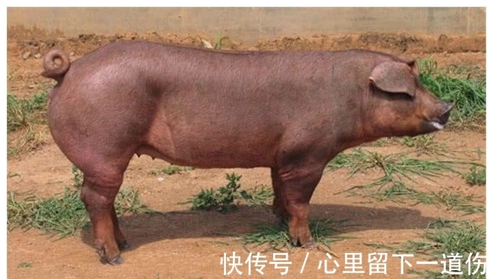 杜洛克猪|见识下猪猪界的健身狂，全身肌肉没肥肉