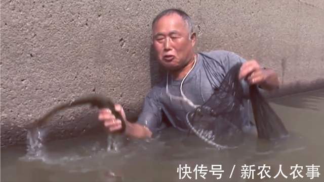 六旬大爷自创抓鱼独门绝技,10分钟脚踩22条,收获远超专业钓鱼人
