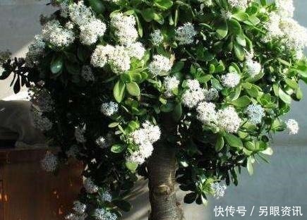 养花|玉树总是养不好这2种“体液”每月灌1碗,银花满树,1年成老桩