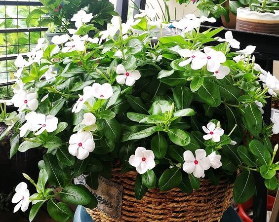 这款小花，在家养一盆，四季开花不断，越看越美，花朵烂漫迷人眼